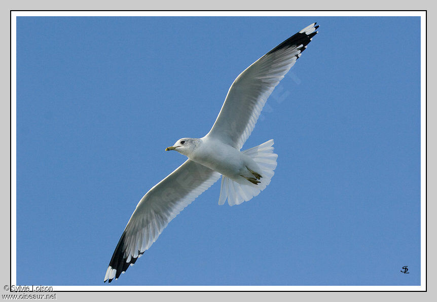 Common Gull