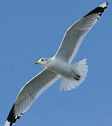 Common Gull