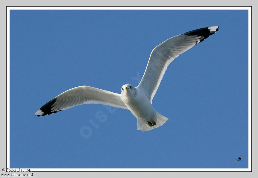 Common Gull