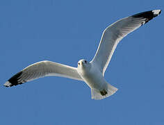 Common Gull