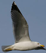 Yellow-legged Gull