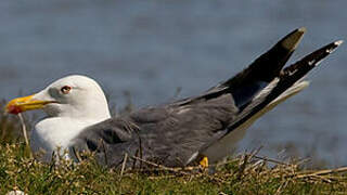 Yellow-legged Gull