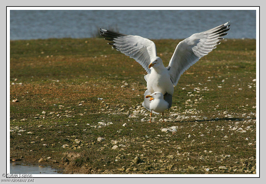 Yellow-legged Gull