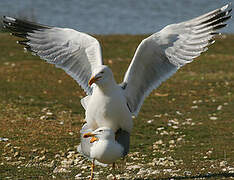 Yellow-legged Gull