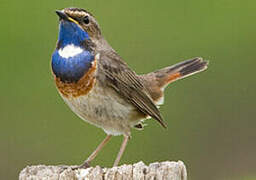 Bluethroat (cyanecula)