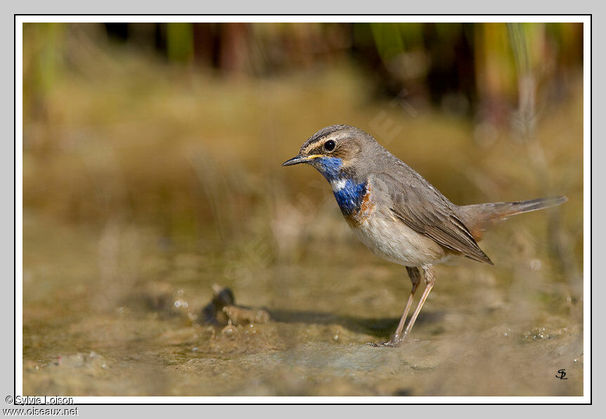 Bluethroat (cyanecula)