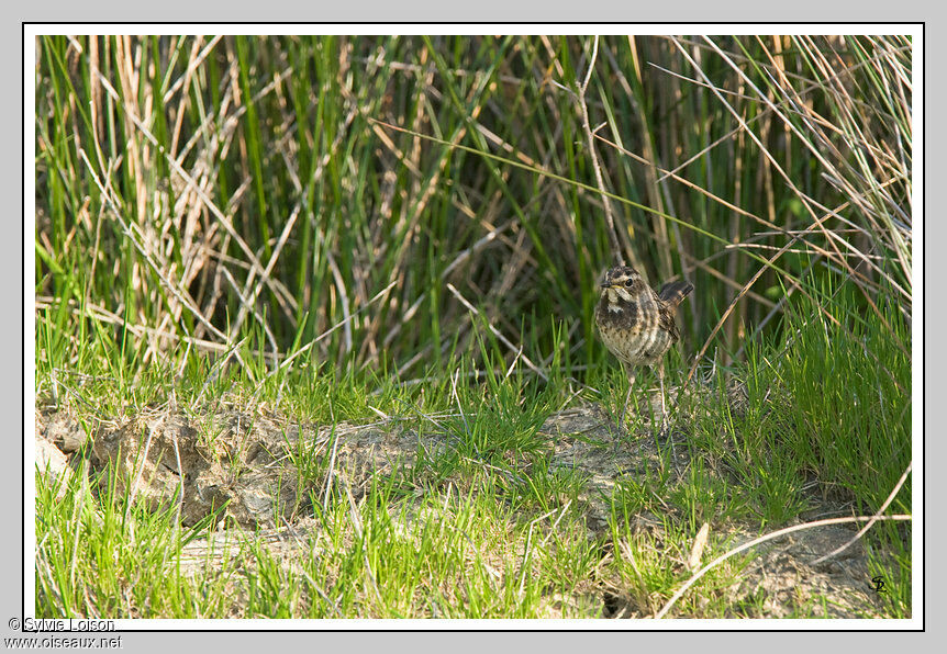 Bluethroat (cyanecula) female