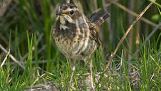 Bluethroat (cyanecula)