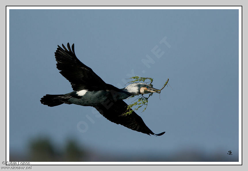 Great Cormorant