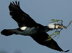 Great Cormorant