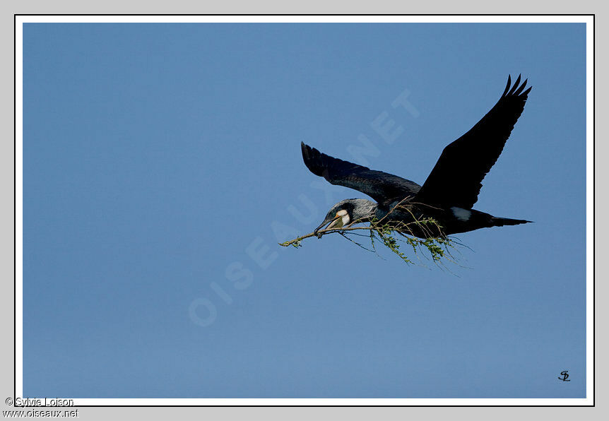 Great Cormorant