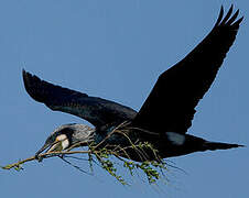 Great Cormorant