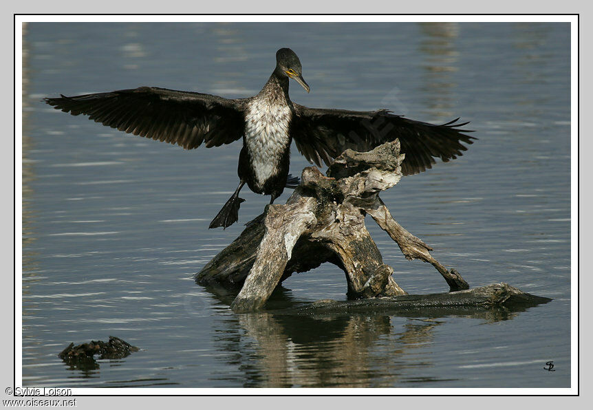 Great Cormorant