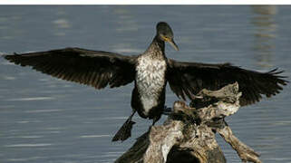 Great Cormorant