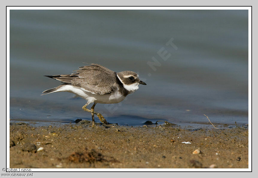 Common Ringed Plover