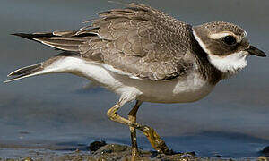 Common Ringed Plover