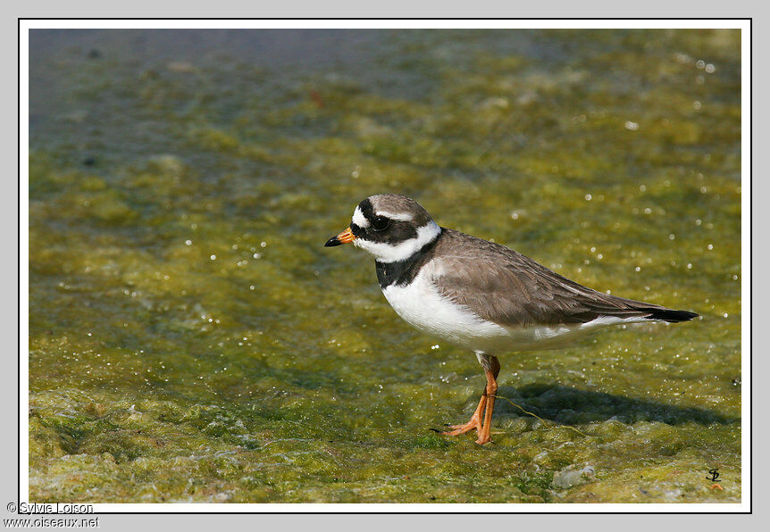 Common Ringed Plover