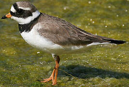 Common Ringed Plover