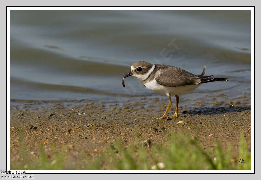 Common Ringed PloverFirst year, feeding habits