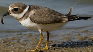 Common Ringed Plover