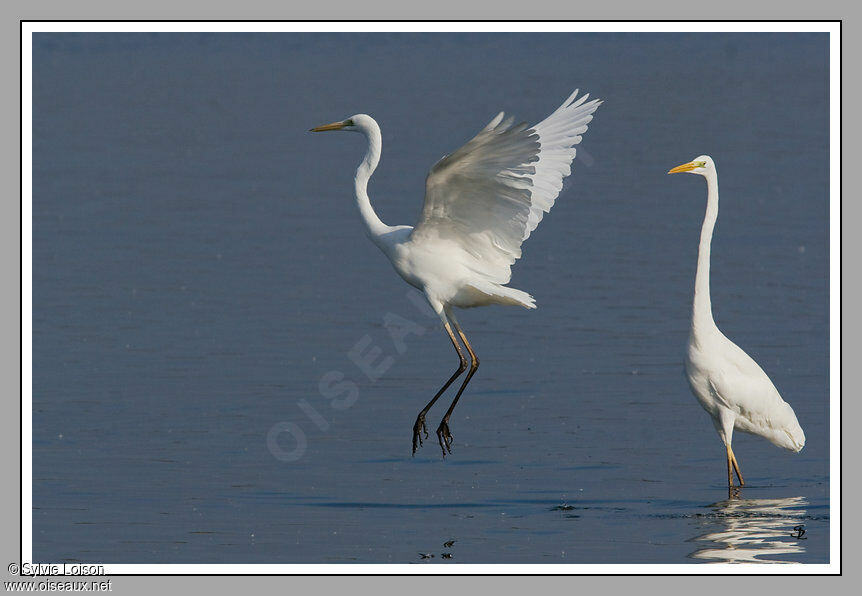 Grande Aigrette