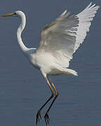 Grande Aigrette