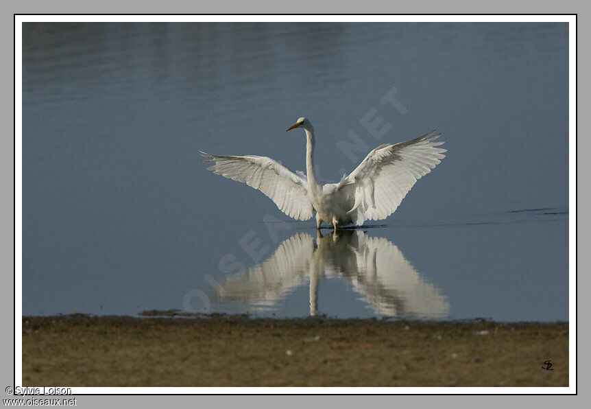 Grande Aigrette