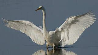 Grande Aigrette