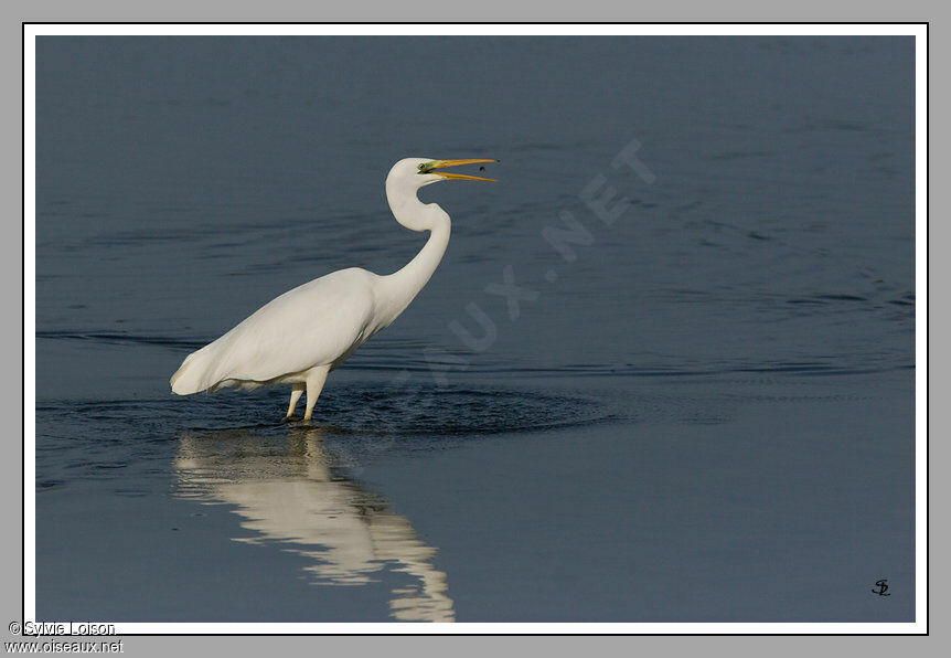 Grande Aigrette