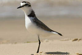 Kentish Plover