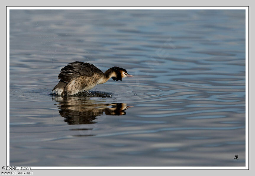 Great Crested Grebe