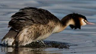 Great Crested Grebe