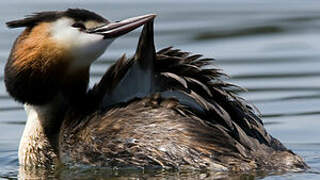 Great Crested Grebe