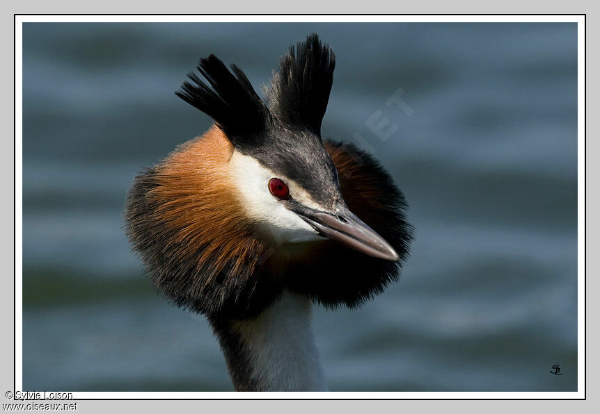 Great Crested Grebe