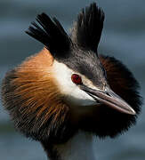 Great Crested Grebe