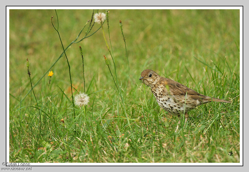 Song Thrush