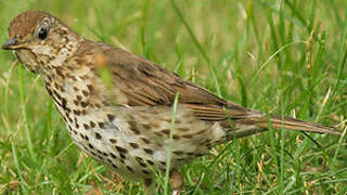 Song Thrush