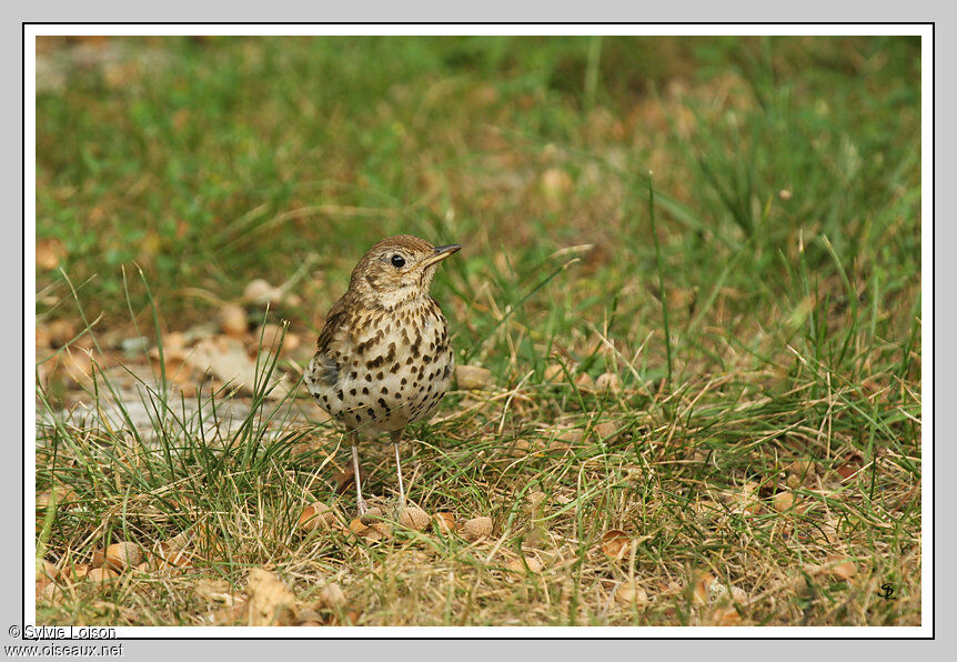 Song Thrush