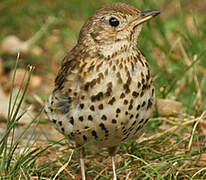 Song Thrush