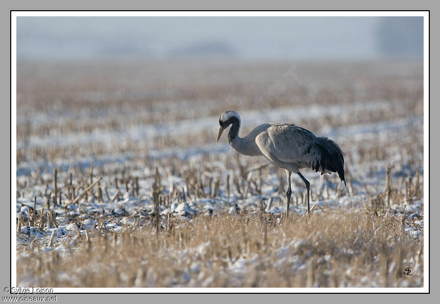 Common Crane