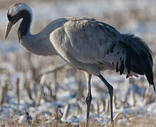 Common Crane