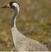 Common Crane