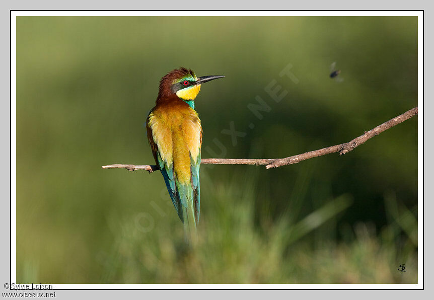 European Bee-eater