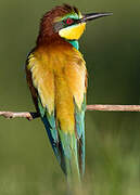 European Bee-eater