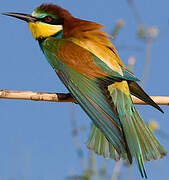 European Bee-eater