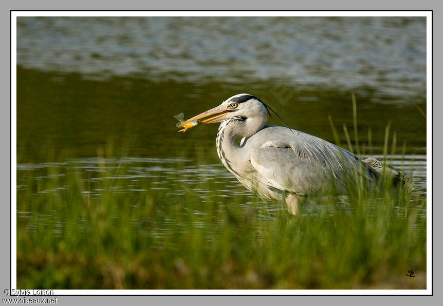 Grey Heron