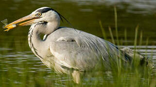 Grey Heron