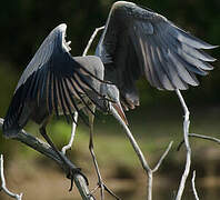 Grey Heron