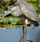 Grey Heron