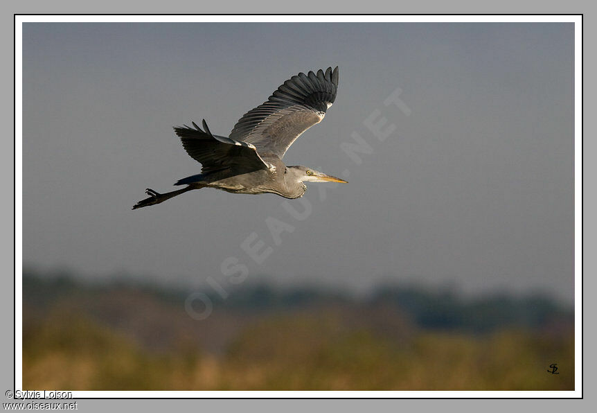 Grey Heron, Flight